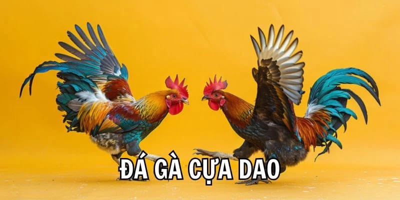Cách tham gia cá cược đá gà